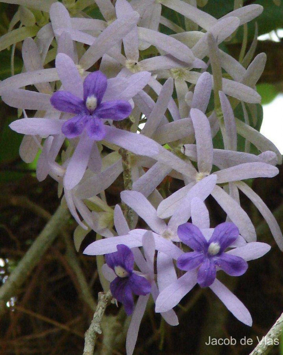 Petrea volubilis L.